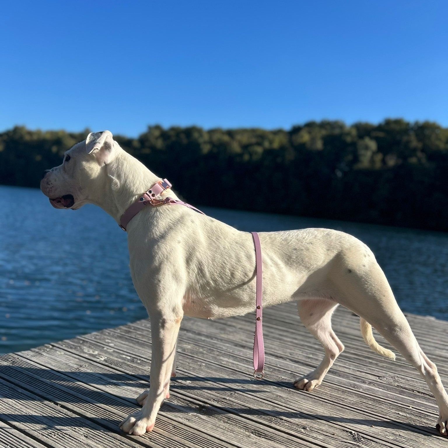 La Niña Rose Nymphéa
