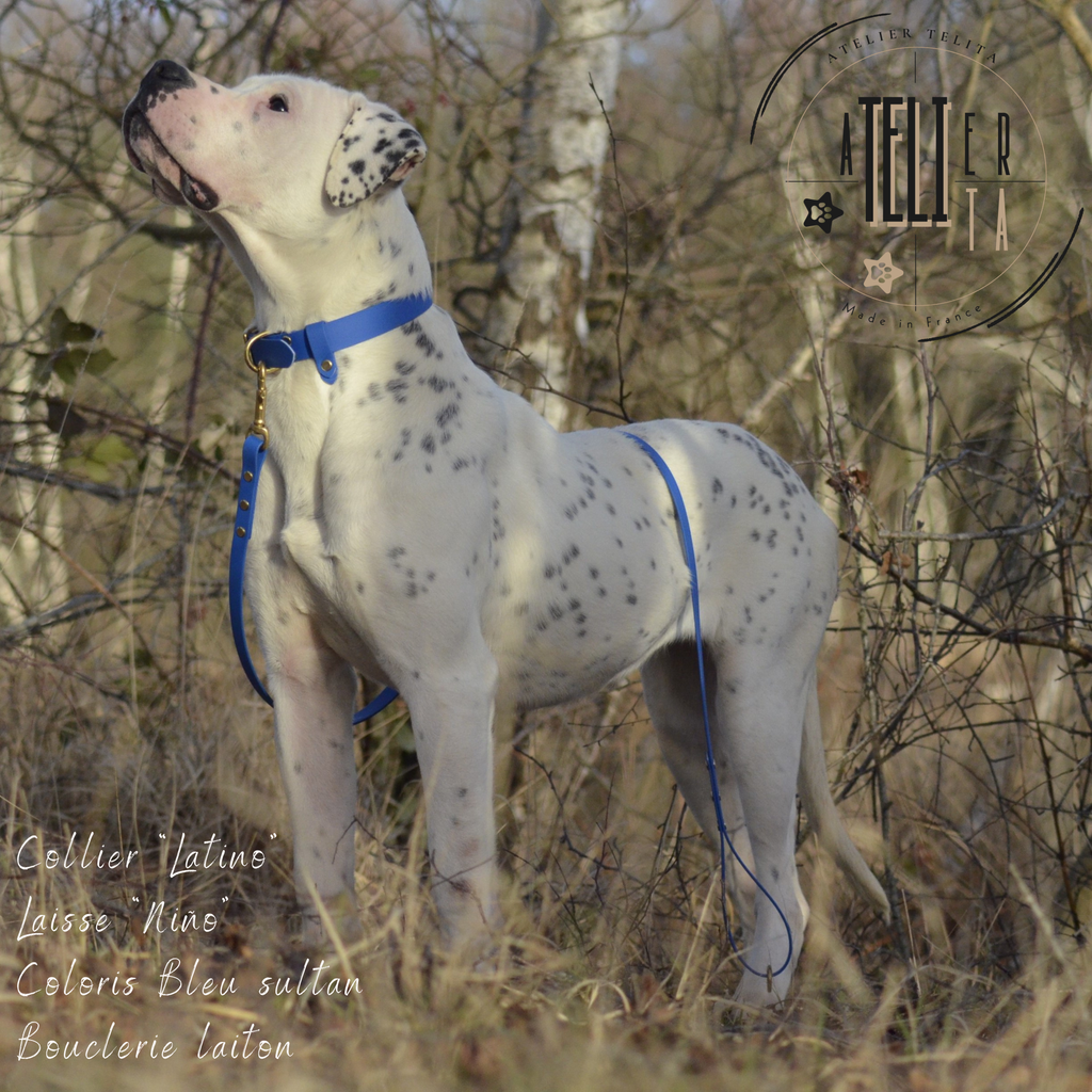 Le Latino Bleu Sultan