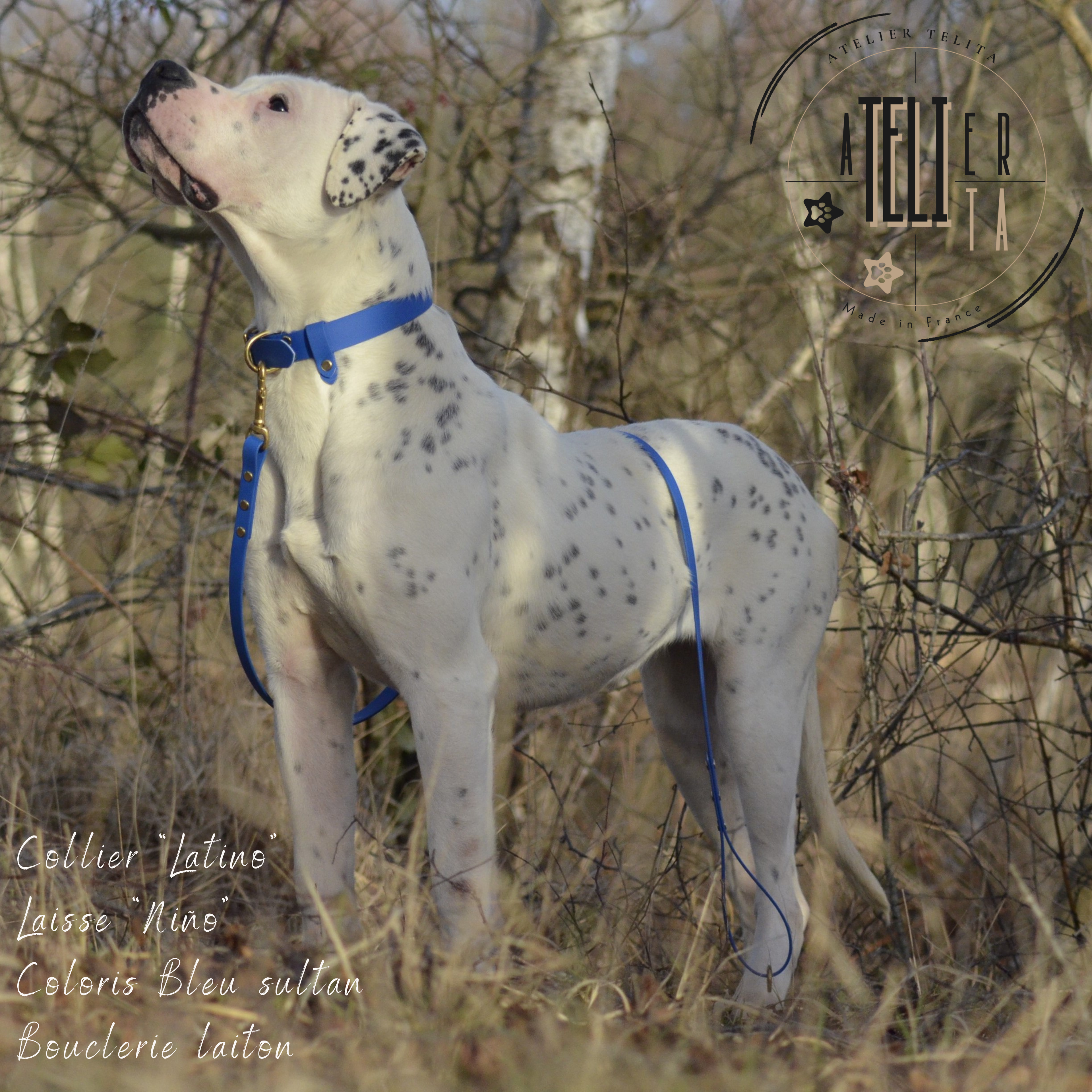 La Niña Bleu Sultan
