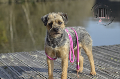 La Criollita Rose Gypsy
